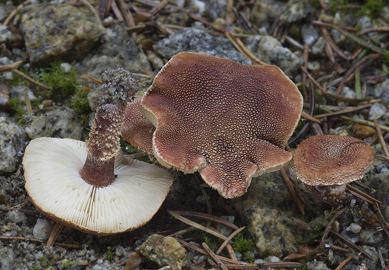 Cystodermella granulosum